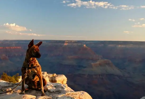 Photo of Brindle Dog Looks Out Over Grand Canyon During Sunrise