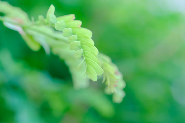 istock Closeup nature view of green leaf on blurred greenery background in garden using as background natural green plants landscape, ecology, fresh wallpaper concept. 1058453020