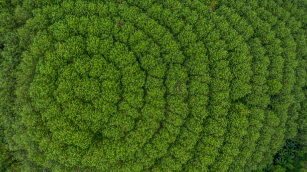 Aerial view rubber tree forest, Top view of rubber tree and leaf plantation.