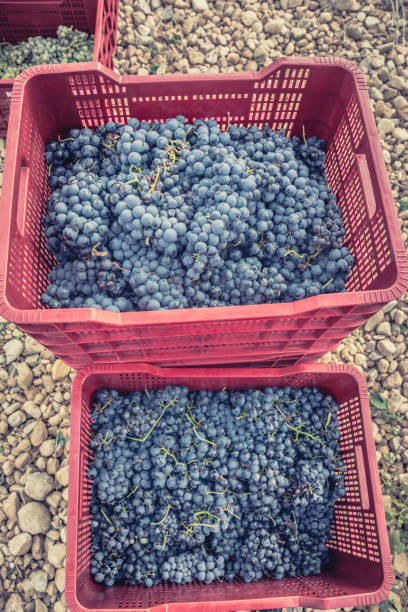 transport in kisten mit frisch geernteten trauben - grape red grape red farmers market stock-fotos und bilder