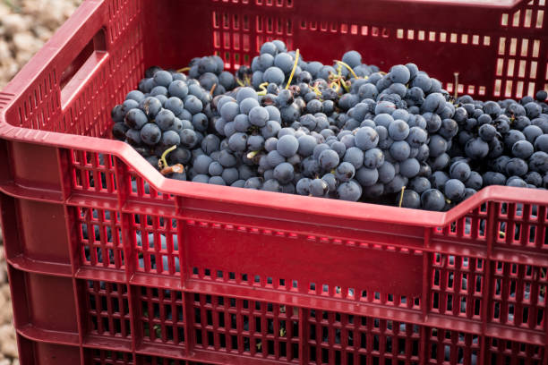 transport in kisten mit frisch geernteten trauben - grape red grape red farmers market stock-fotos und bilder