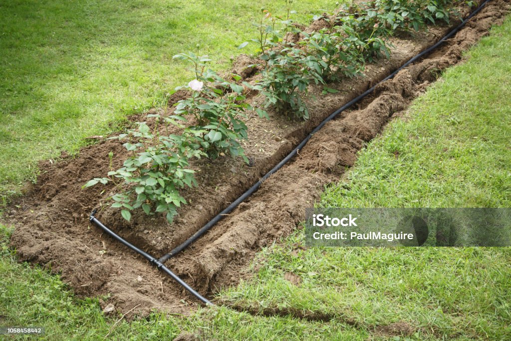 Water irrigation in flowerbed Soaker hoses installed in trenches for water irrigation to a garden flower bed Irrigation Equipment Stock Photo