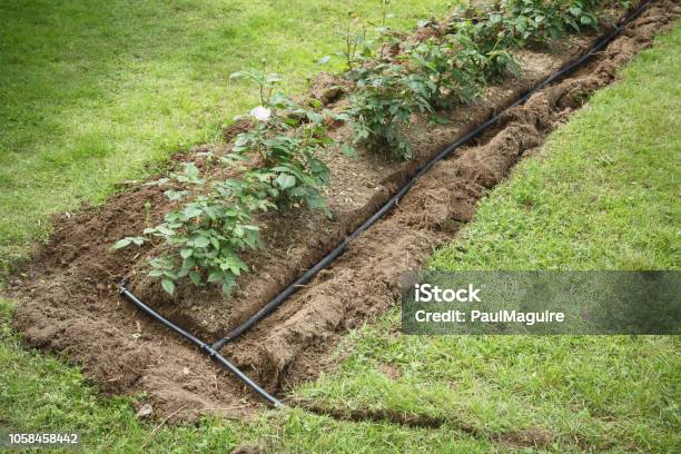 Water Irrigation In Flowerbed Stock Photo - Download Image Now - Irrigation Equipment, Yard - Grounds, Hose