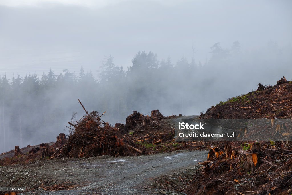 Vancouver island logging Clear cut logging on Vancouver Island in the fog and rain overlooking the Jaun de fuca strait. Barren Stock Photo