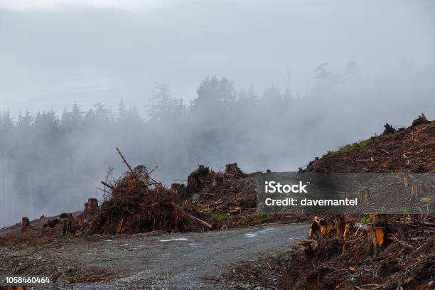 Vancouver Island Logging Stock Photo - Download Image Now - Barren, British Columbia, Canada