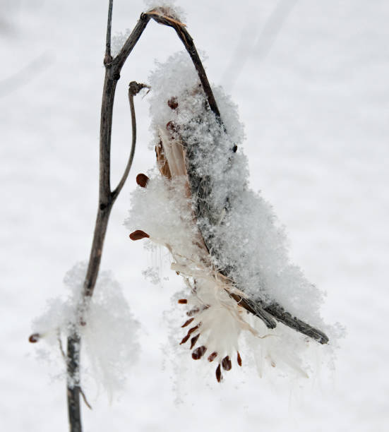 istock Milkweed and Open Seed Pod in Snow 1058462556