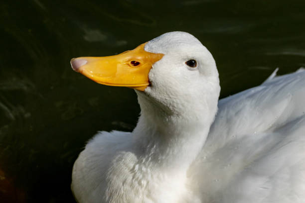istock White Pekin Duck looking up expecting food 1058462750