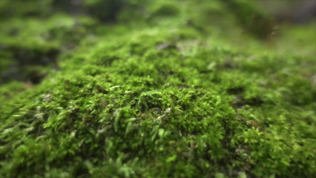 Moss In Wide Dolly Shot Super Slow Motion