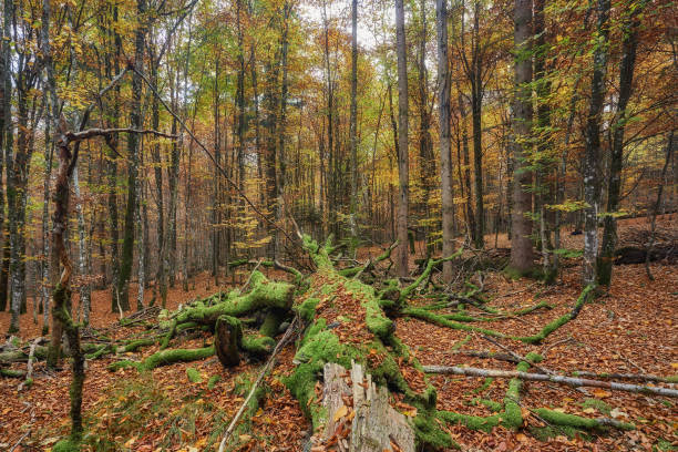 Hans-Watzlik-Hain, Todholz, Moss, Bavarian Forest National Park, Bavarian Eisenstein, Nature, Autumn, Hiking