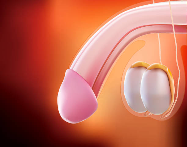 пенис или мужская репродуктивная система является 3d-иллюстрацией. - condom penis sex vector stock illustrations