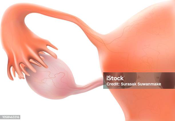 Pregnancy Showing Results As 3 Pictures Or Illustrations Stock Illustration - Download Image Now