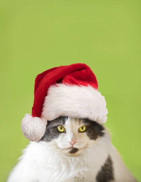 istock Fat Cat In Santa Hat 1058465414
