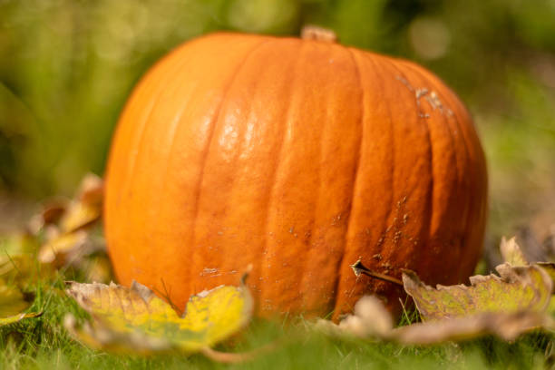istock Large ripe pumpkin on grass at Halloween time 1058466252