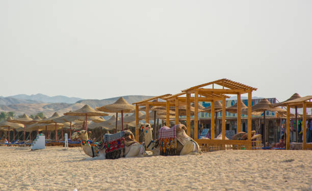 istock Two camels sitting on the beach resort, Egypt 1058466340