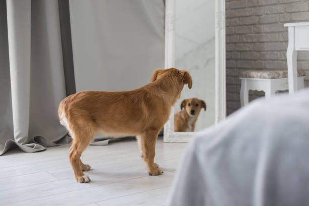 istock Cute puppy in cozy home interior 1058467716