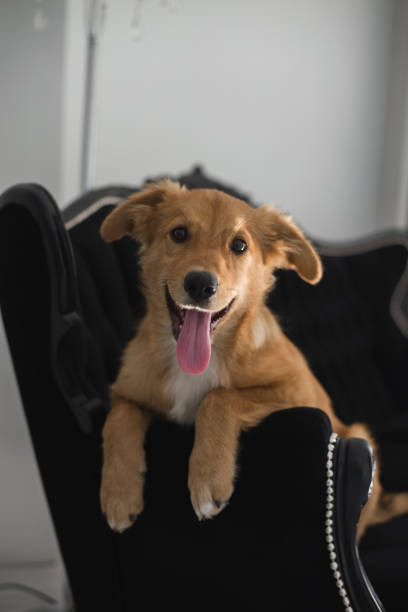 istock Cute puppy in cozy home interior 1058467820