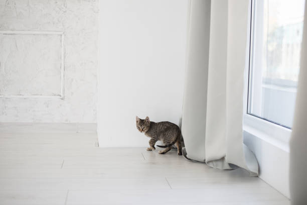 istock Cute kitten in cozy home interior 1058468348