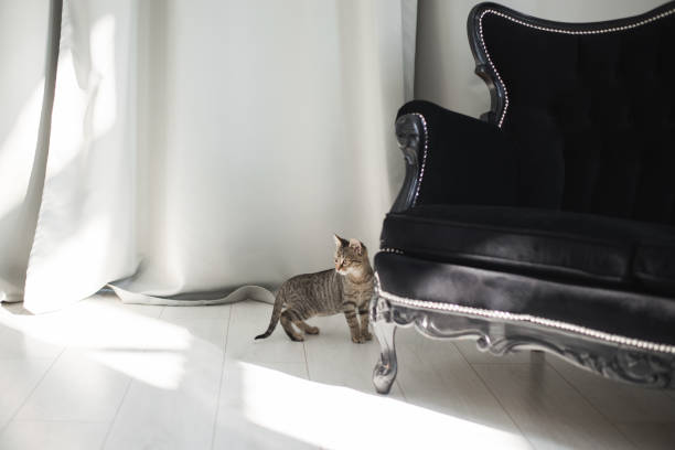 Cute kitten in cozy home interior