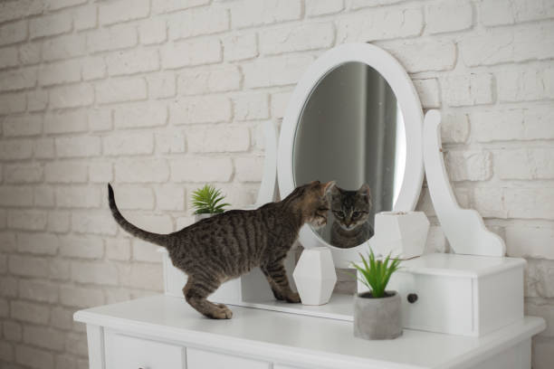 istock Cute kitten in cozy home interior 1058468426