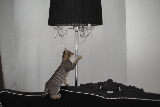 istock Cute kitten in cozy home interior 1058468572