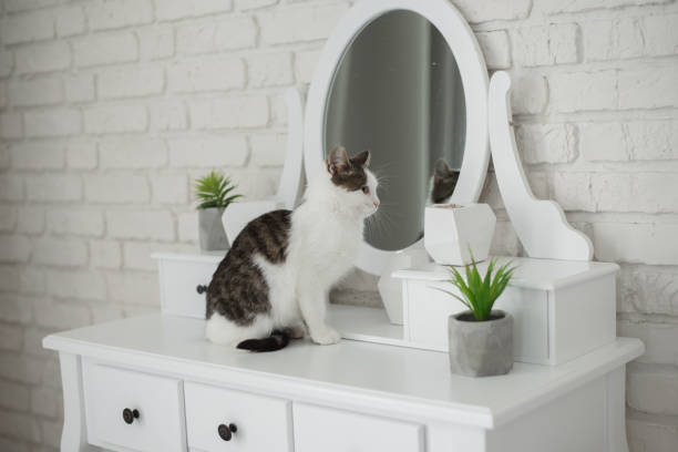 istock Cute kitten in cozy home interior 1058468678
