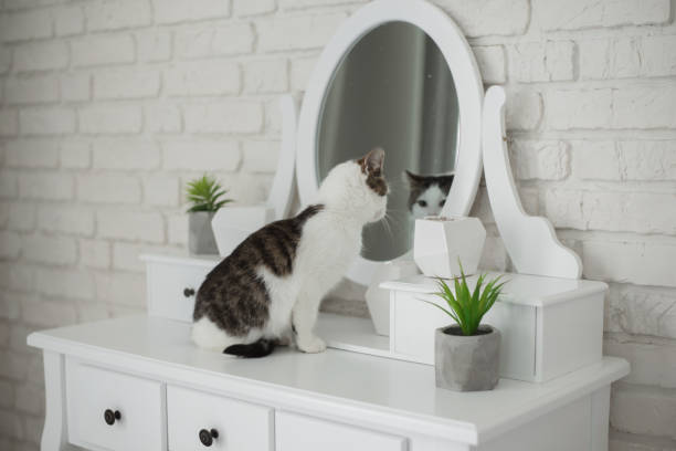 istock Cute kitten in cozy home interior 1058468680
