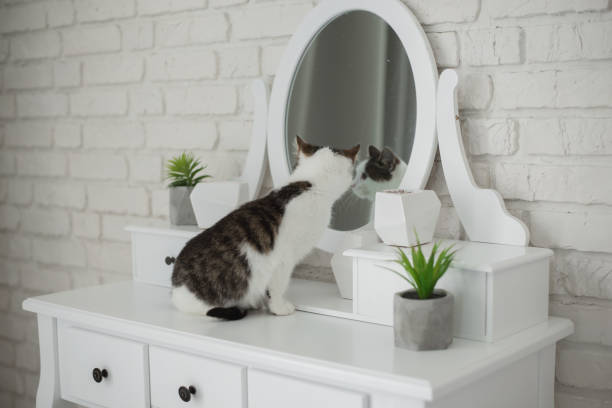 istock Cute kitten in cozy home interior 1058468718