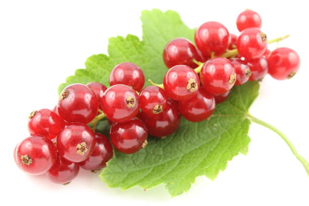 istock fresh red currant fruits isolated on a white background 1058469108