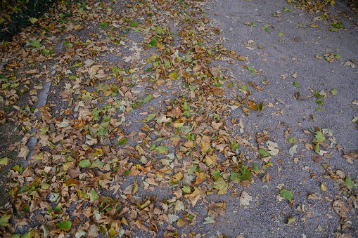Red, green and yellow leaves on the street