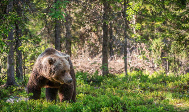 istock Brown bear  in the summer forest. 1058476674