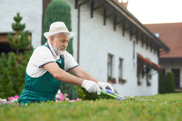istock Gray haired man, concentrating cropping bush with scissors. 1058477174