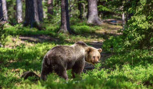 istock The Brown bear in summer forest. 1058477238