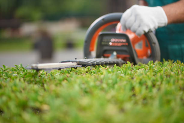 cerca de hedge trimmer corte arbustos para cerco ideal. - cortar fotografías e imágenes de stock