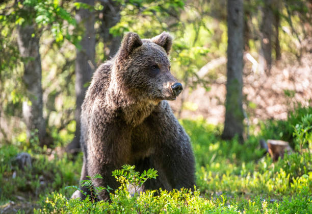 istock Brown bear  in the summer forest. 1058477808