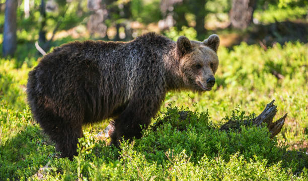 istock Brown bear  in the summer forest. 1058477814