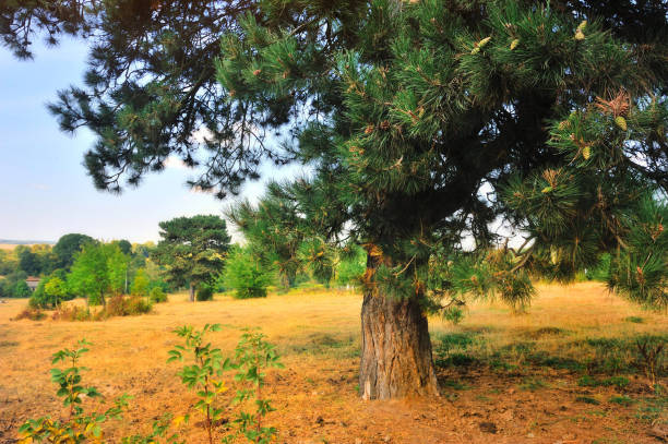 istock Beautiful autumn landscape with pine tree on a sunny day 1058479370