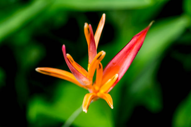 istock bird of paradise 1058479372