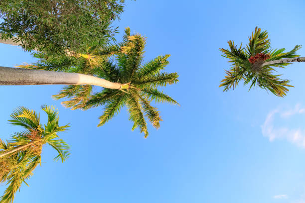 istock Blue sky with palm trees. Seen from below. 1058479400