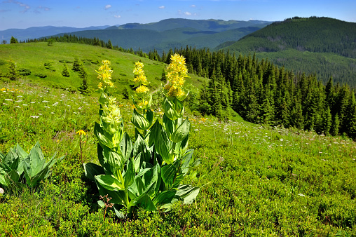 Gentian (Gentiana lutea) on a background of mountains and blue sky
