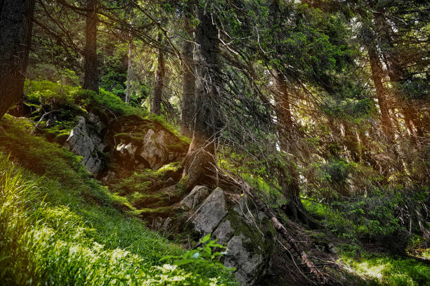 istock Forest landscape with sunbeams, mossy trees and stones 1058479518