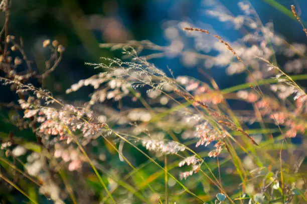 Photo of sea grass