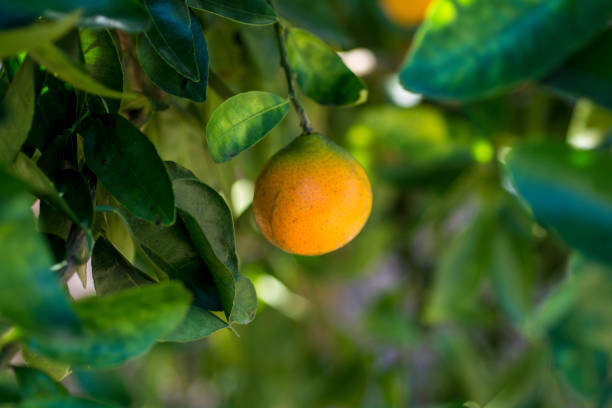 oranges growing on tree stock photo