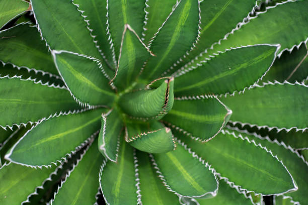 cactus stock photo