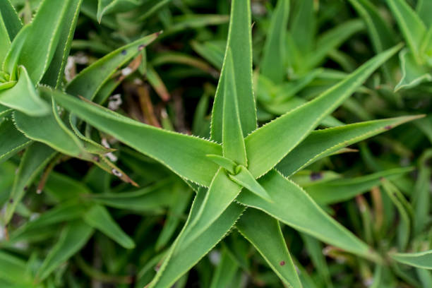 cactus stock photo