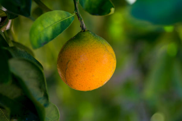 oranges growing on tree stock photo