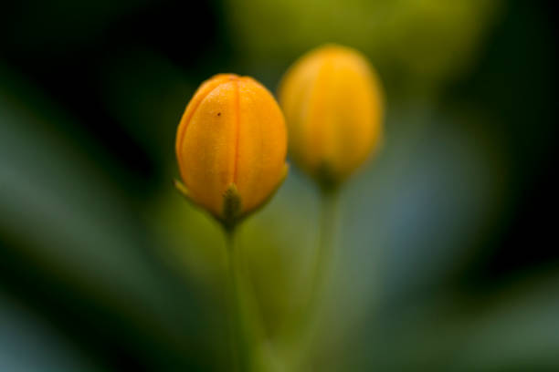yellow flowering plant stock photo