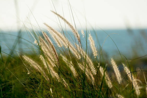 바다 잔디 - sea oat grass 뉴스 사진 이미지