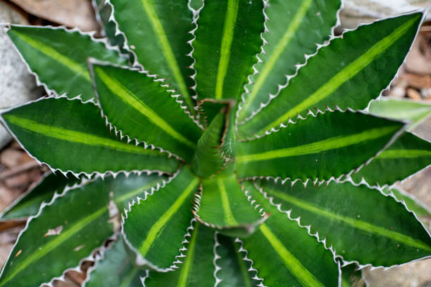 cactus stock photo