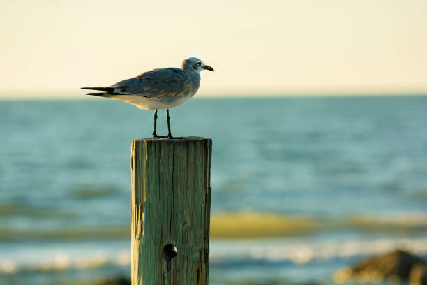 sea gull on pole by ocean stock photo