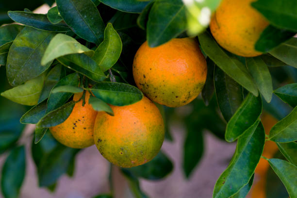 oranges growing on tree stock photo